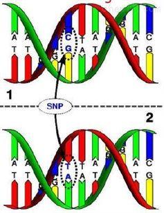 SNP���