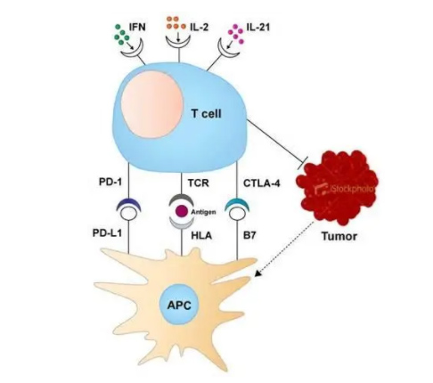 ϸ������