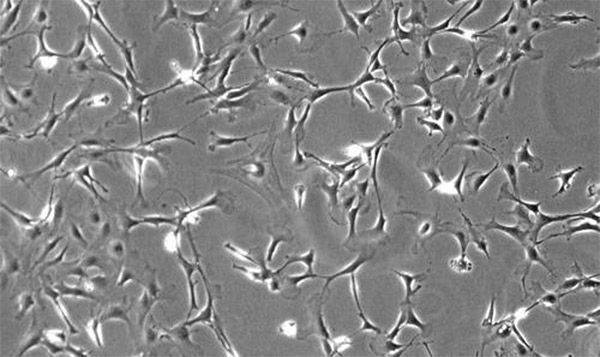 ԭ��ϸ������