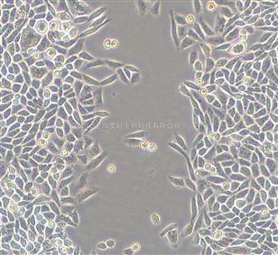 ϸ������