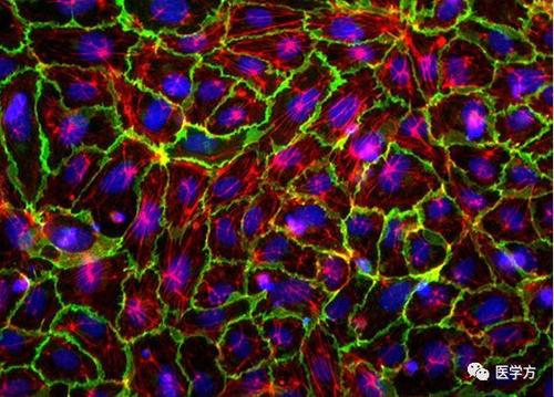 ����ӫ��