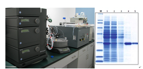 ���ױ��﴿��